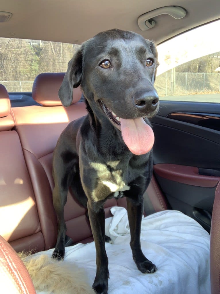 Suki, a Golden Retriever and Labrador Retriever mix tested with EmbarkVet.com