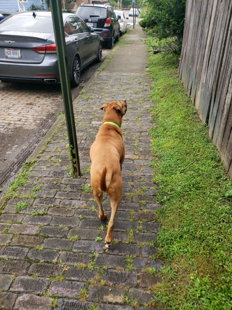 Xavi (Chavi), a Boxer and Siberian Husky mix tested with EmbarkVet.com