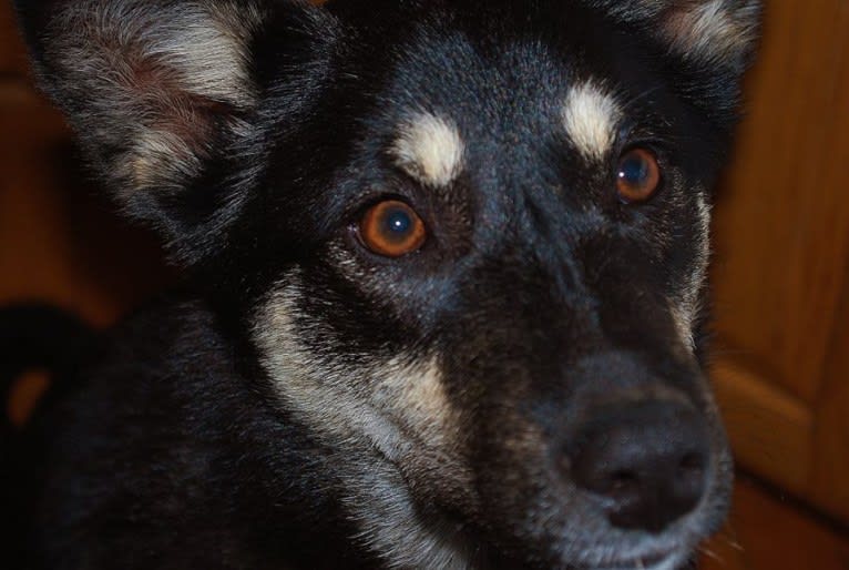 Cotah, a Lapponian Herder tested with EmbarkVet.com