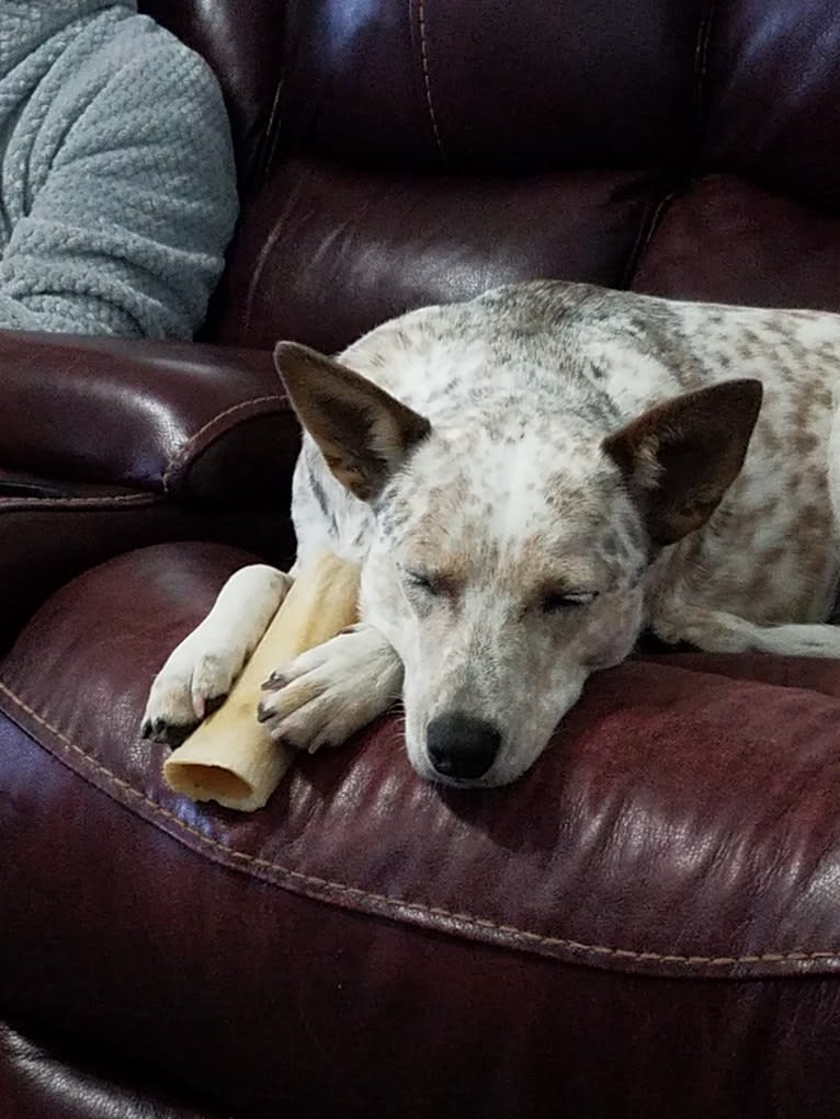 Bella, an Australian Cattle Dog and Catahoula Leopard Dog mix tested with EmbarkVet.com