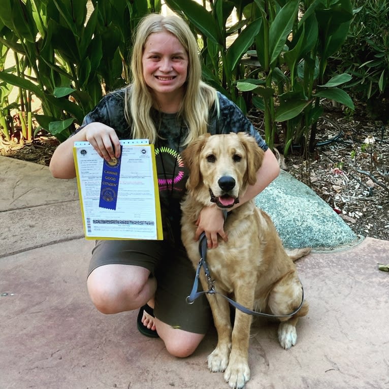 Echo, a Golden Retriever and Labrador Retriever mix tested with EmbarkVet.com