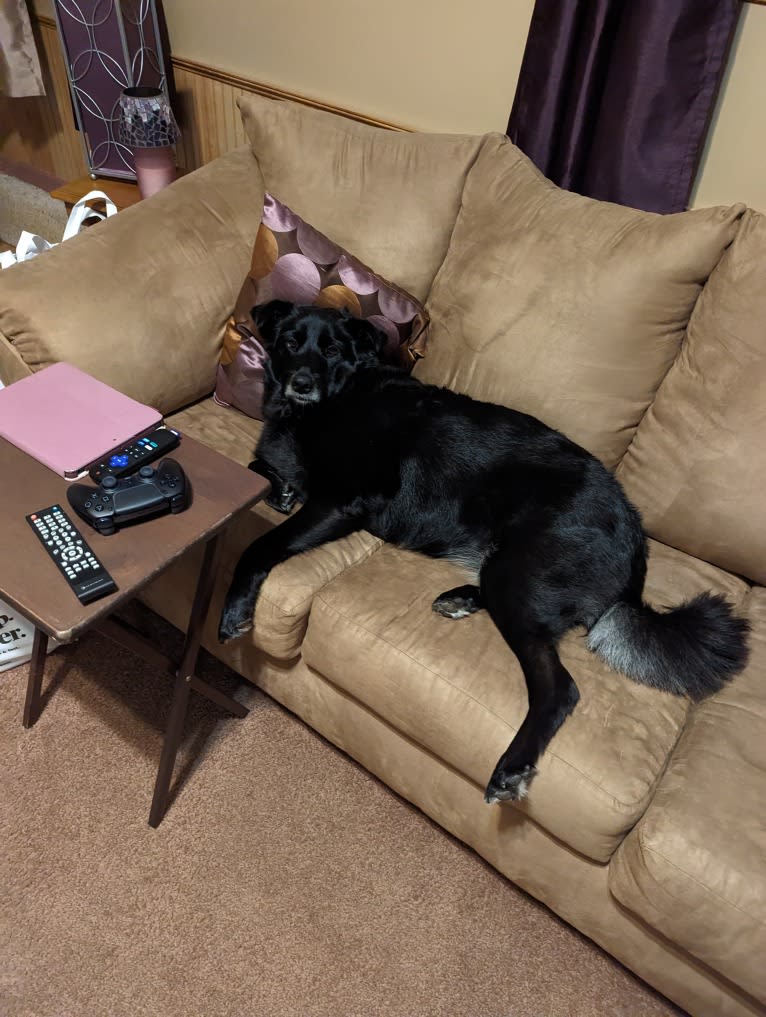 Freya, a Norwegian Elkhound and Golden Retriever mix tested with EmbarkVet.com