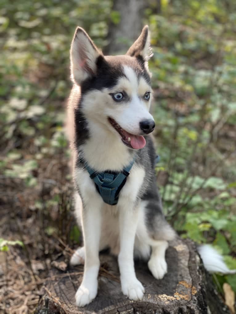 SKADI, a Pomsky tested with EmbarkVet.com