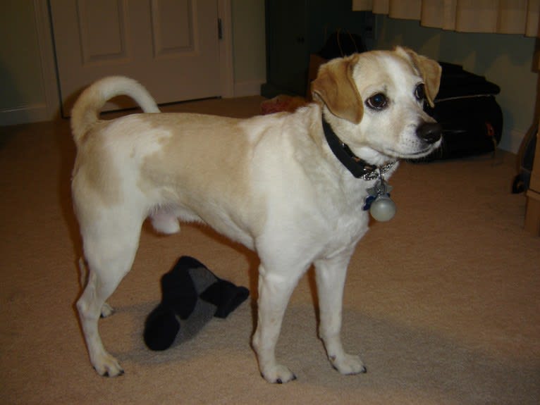 Nicco, a Russell-type Terrier and Bichon Frise mix tested with EmbarkVet.com