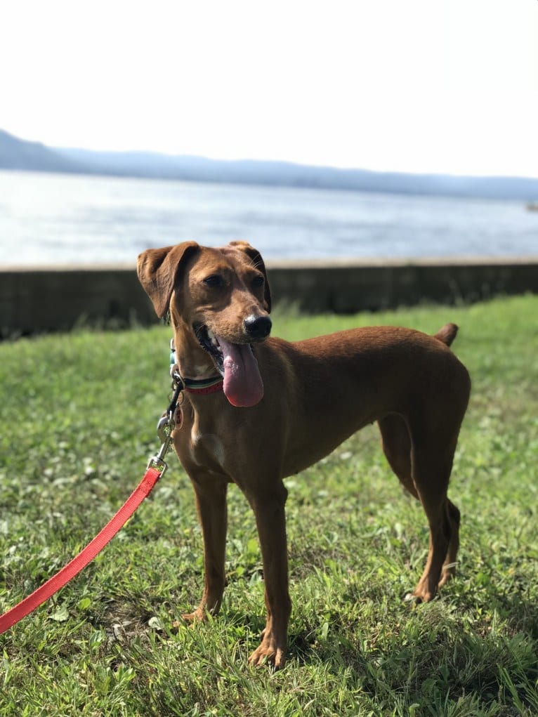 Rosie, a Mountain Cur tested with EmbarkVet.com