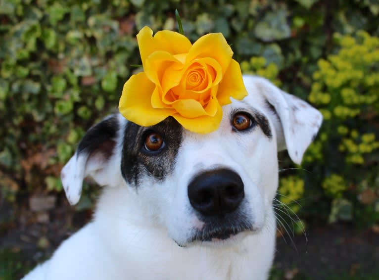 Roma, an European Village Dog tested with EmbarkVet.com