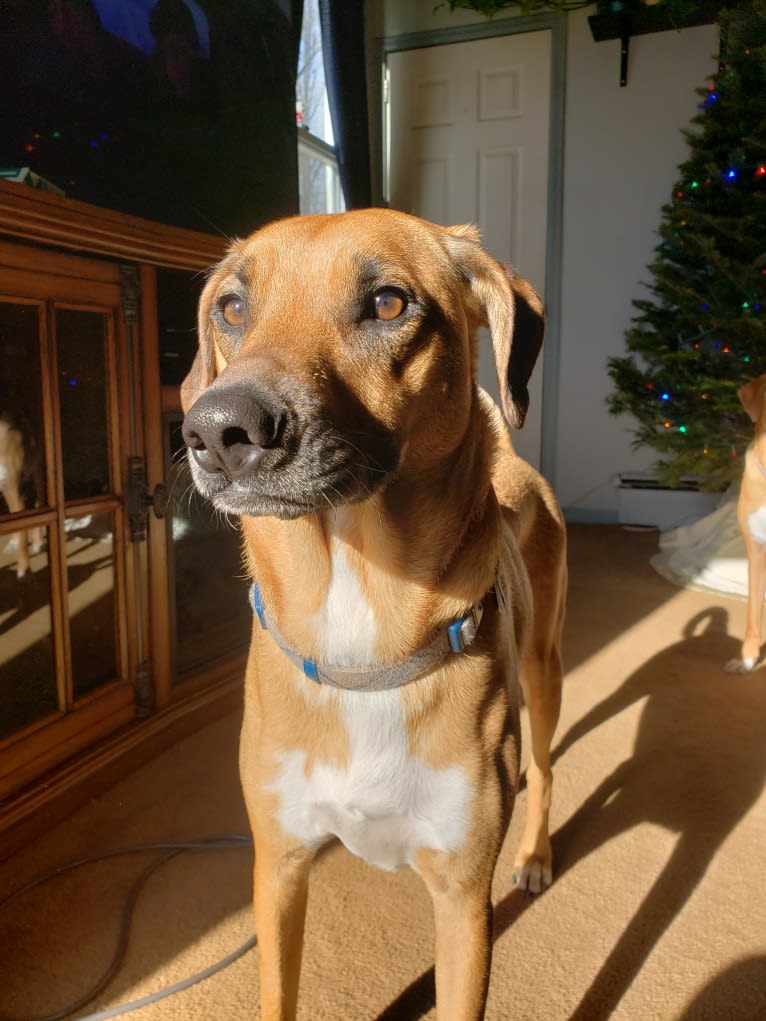 Logan, a Norwegian Elkhound and Redbone Coonhound mix tested with EmbarkVet.com