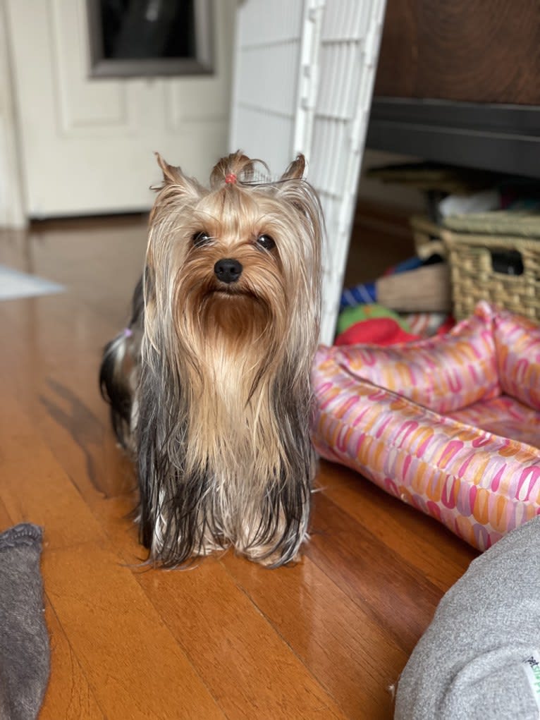 Max, a Yorkshire Terrier tested with EmbarkVet.com