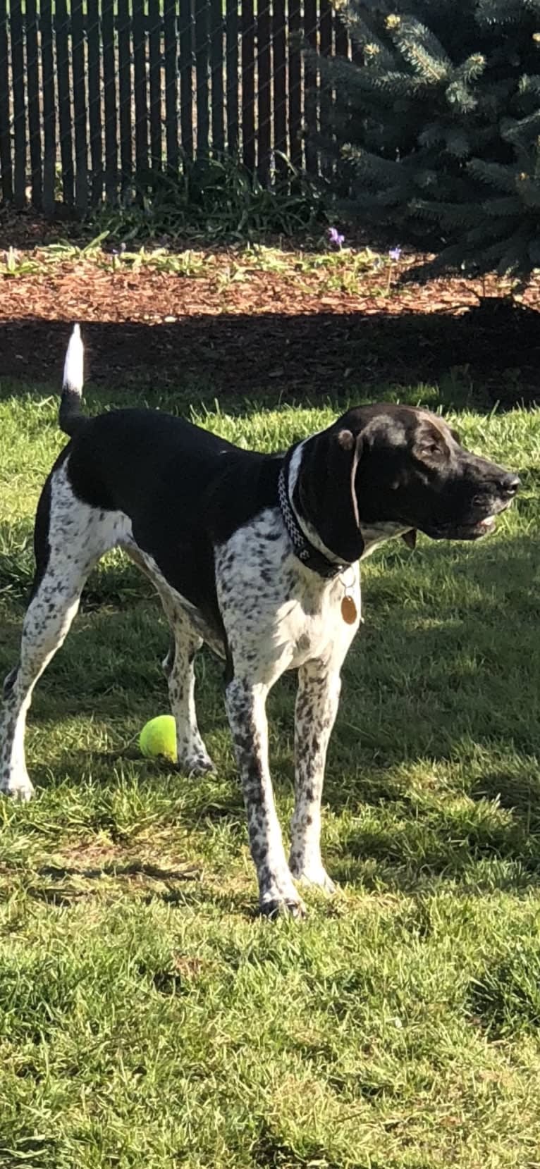 Dublin, a Coonhound and Brittany mix tested with EmbarkVet.com