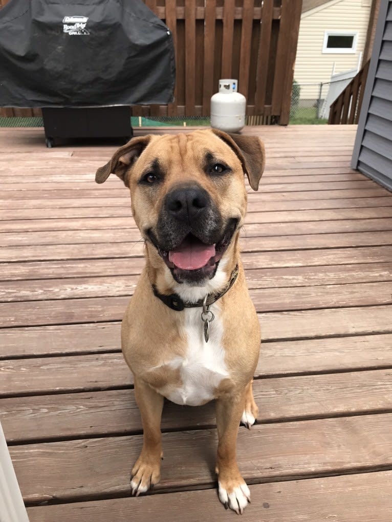 Thor, a Staffordshire Terrier and Chow Chow mix tested with EmbarkVet.com