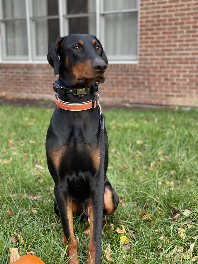 Arlo, a Doberman Pinscher tested with EmbarkVet.com