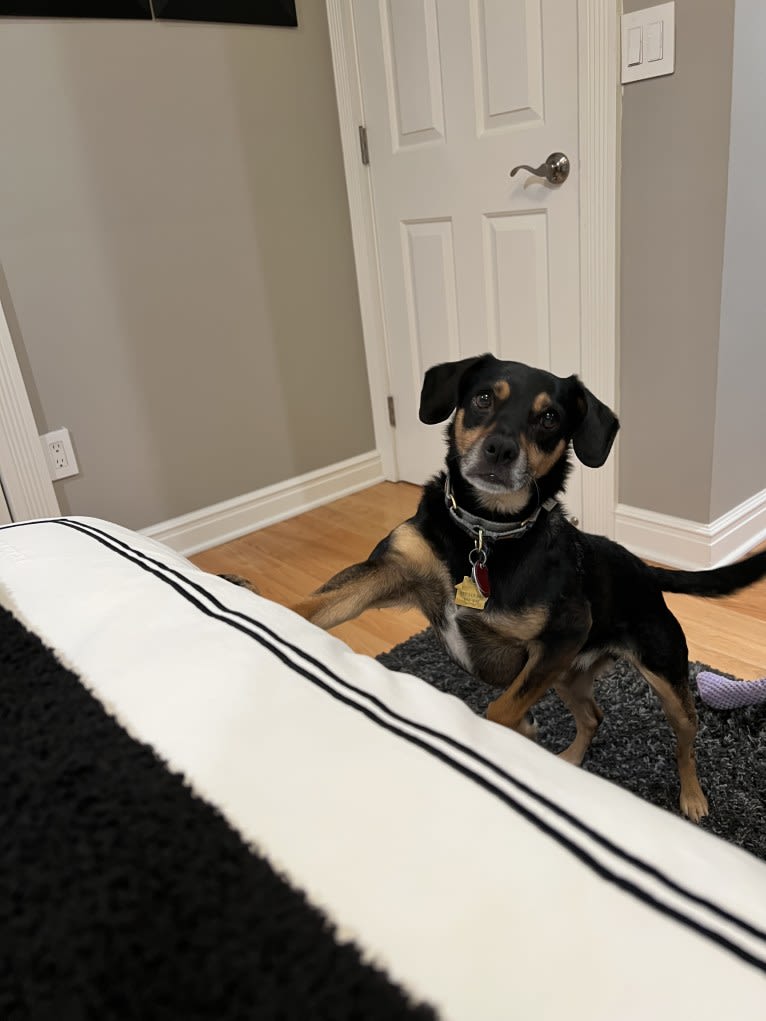 Cody, a Rat Terrier and Cocker Spaniel mix tested with EmbarkVet.com