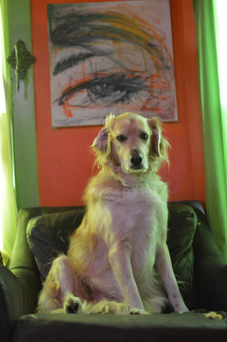 casper, a Great Pyrenees and Labrador Retriever mix tested with EmbarkVet.com