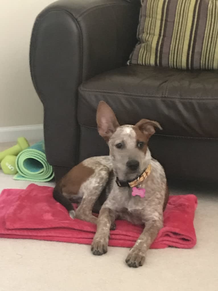 EmmyLou, an Australian Cattle Dog and American Pit Bull Terrier mix tested with EmbarkVet.com