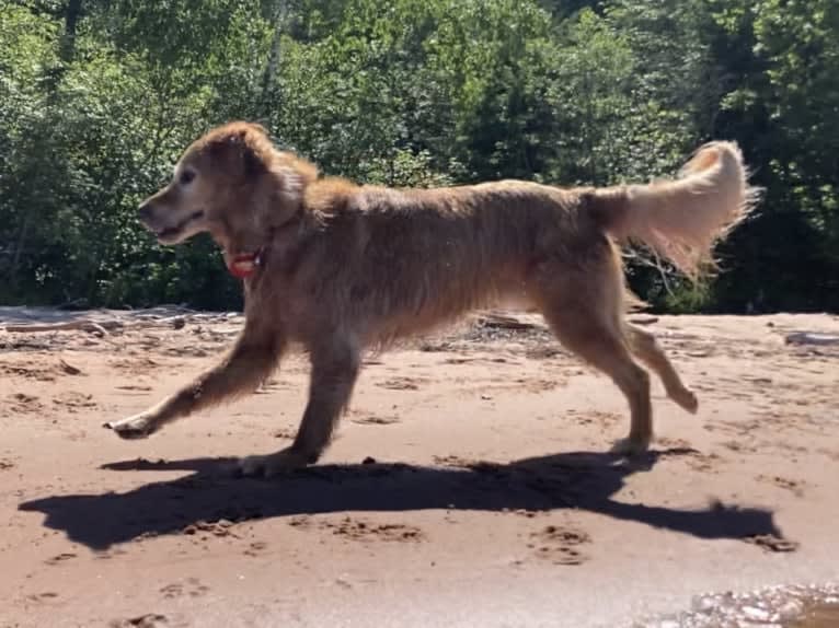 Timber “Gross Manor’s I’ll Be The One You Won’t Forget”, a Golden Retriever tested with EmbarkVet.com