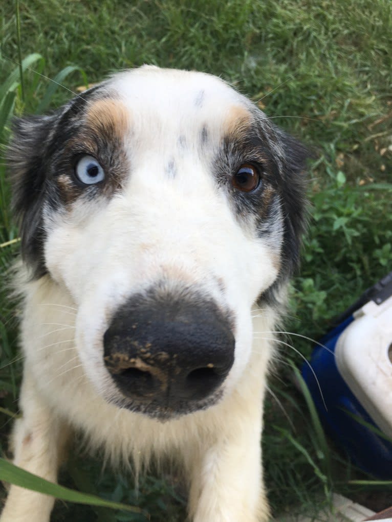 Salazar, an Australian Shepherd tested with EmbarkVet.com