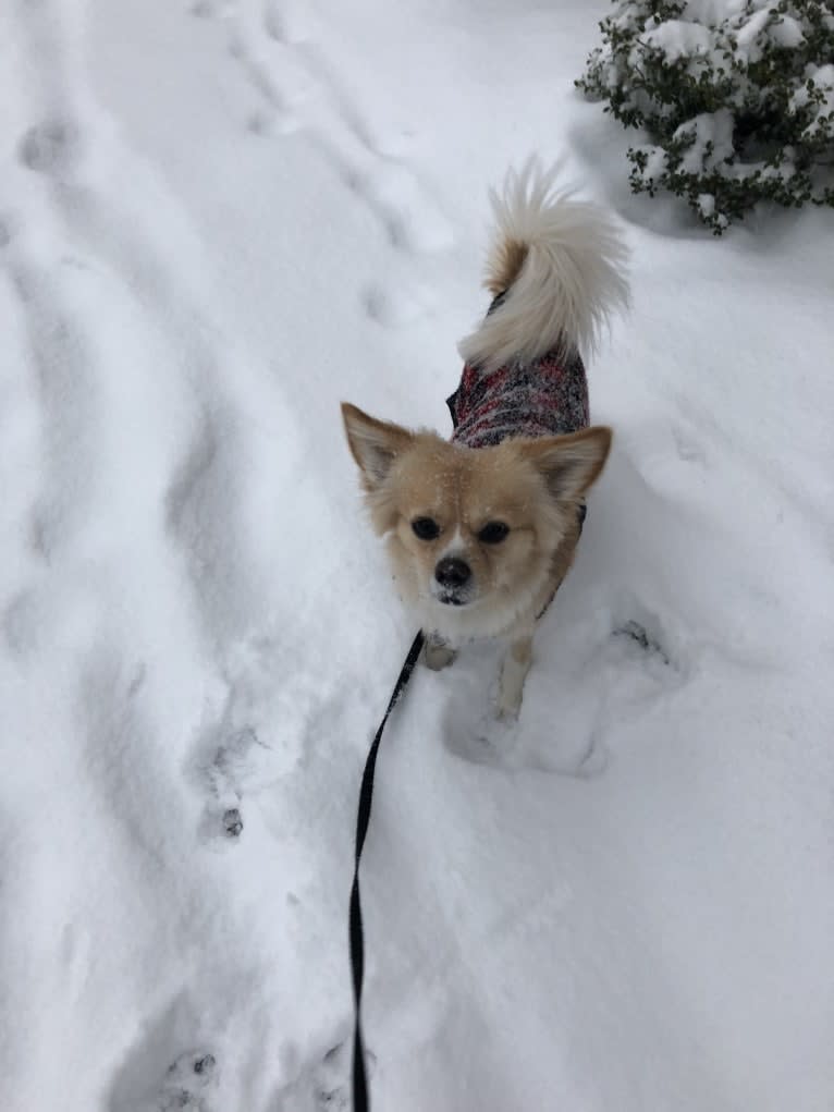 Luke, a Chihuahua and Shih Tzu mix tested with EmbarkVet.com