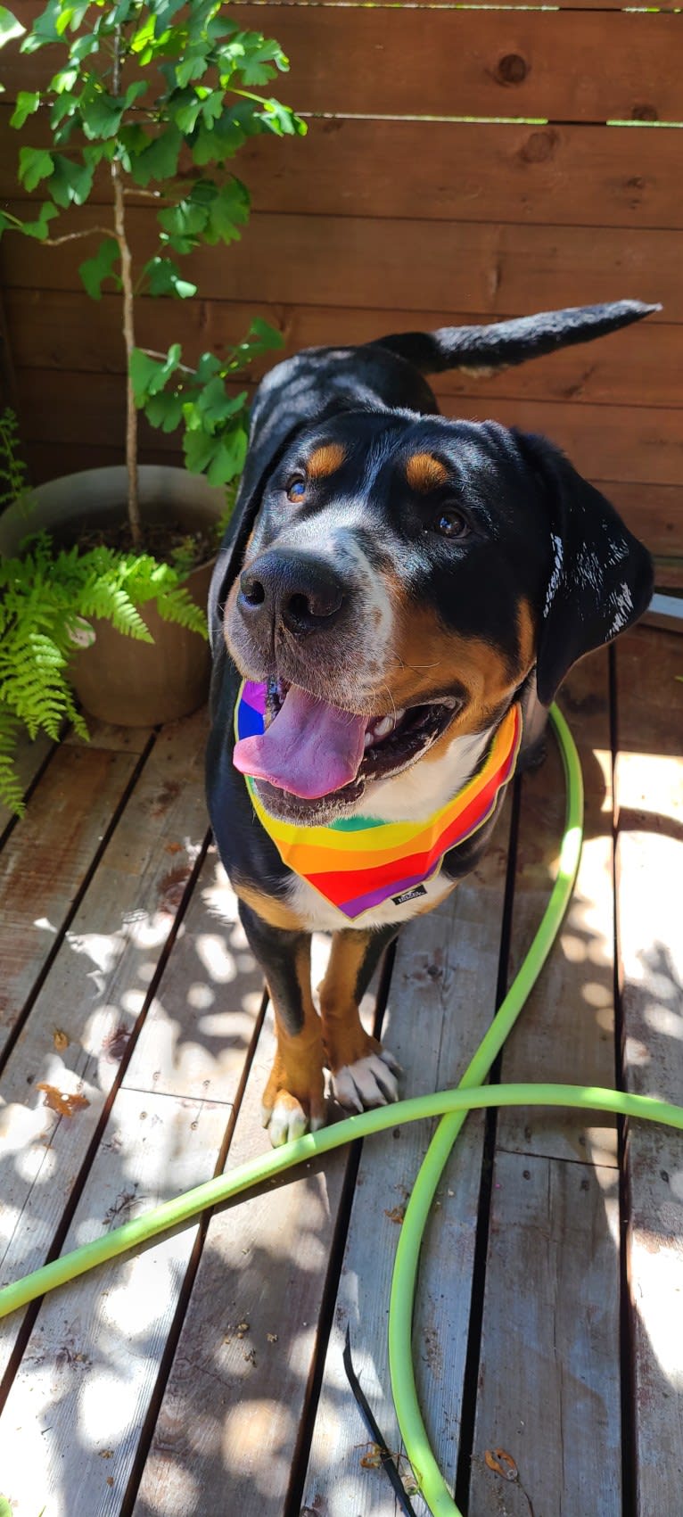 Augustus of La Sabana, a Greater Swiss Mountain Dog tested with EmbarkVet.com