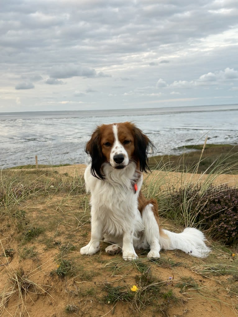 Elric von der Wiesbachaue, a Nederlandse Kooikerhondje tested with EmbarkVet.com