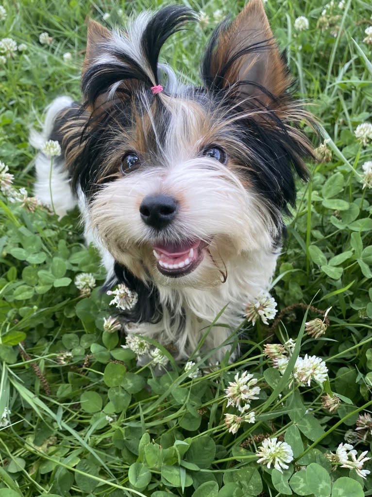 Foxxy, a Biewer Terrier tested with EmbarkVet.com