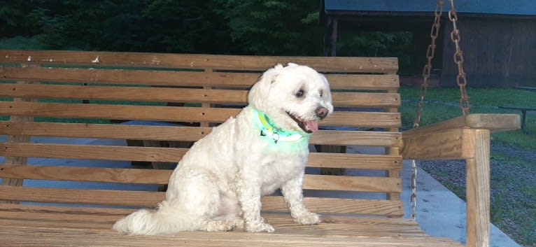 Zydeco, a Chihuahua and Miniature Schnauzer mix tested with EmbarkVet.com