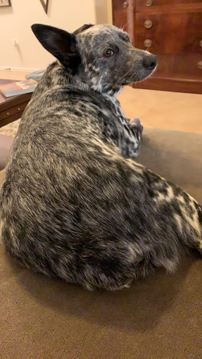 Willow, an Australian Cattle Dog tested with EmbarkVet.com