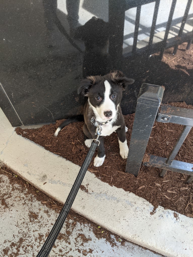 Oreo, an American Pit Bull Terrier and Mountain Cur mix tested with EmbarkVet.com