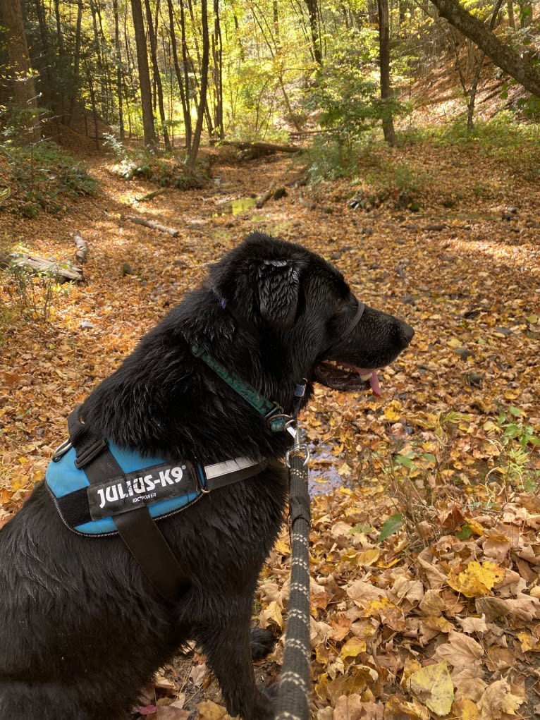 Otto (Othello), a German Shepherd Dog and Newfoundland mix tested with EmbarkVet.com