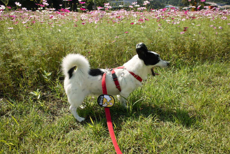 Merry, a Japanese or Korean Village Dog tested with EmbarkVet.com