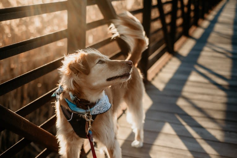 Tate, a Southeast Asian Village Dog tested with EmbarkVet.com