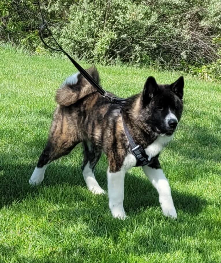 Bruno, an Akita tested with EmbarkVet.com