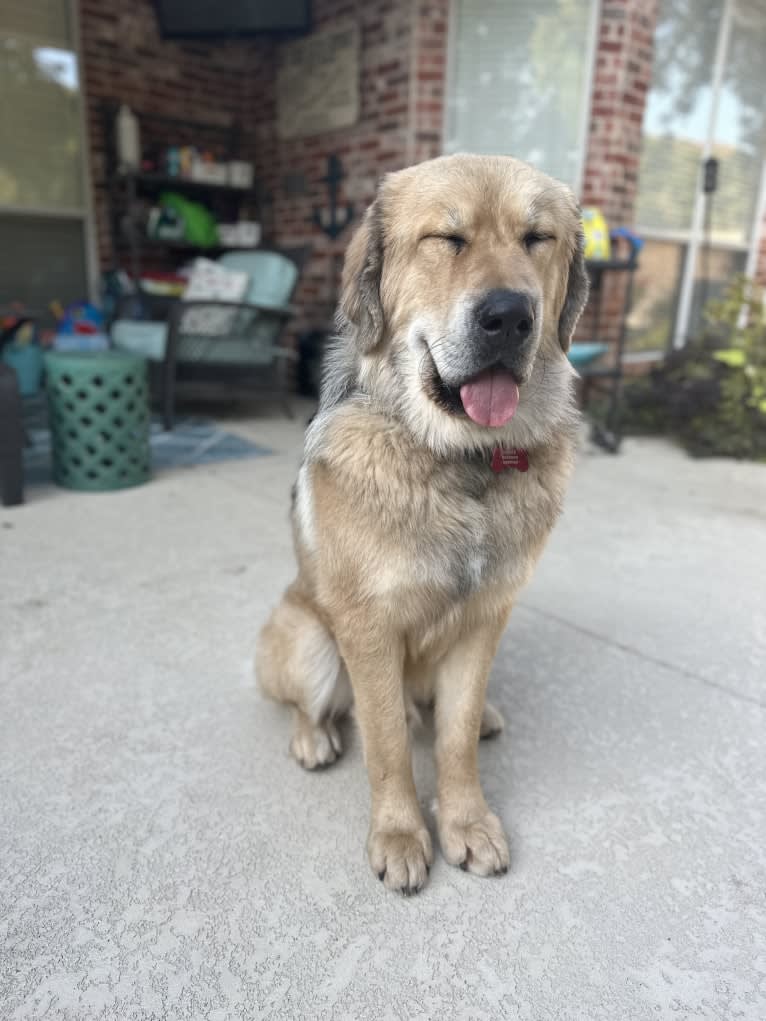 Moose, a Tibetan Mastiff tested with EmbarkVet.com