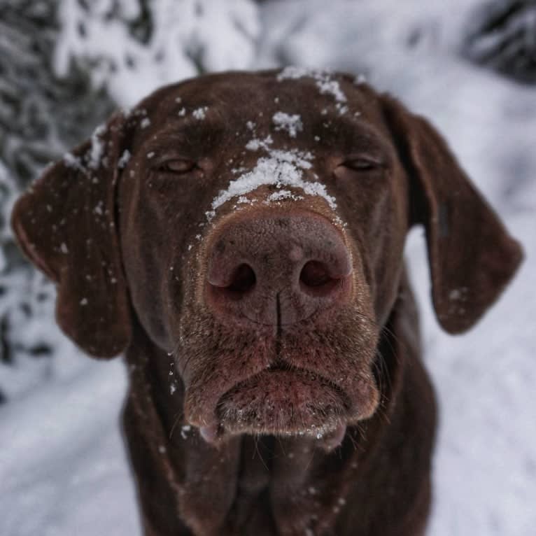 TILDEN'S THEIA, a Labrador Retriever and German Shorthaired Pointer mix tested with EmbarkVet.com