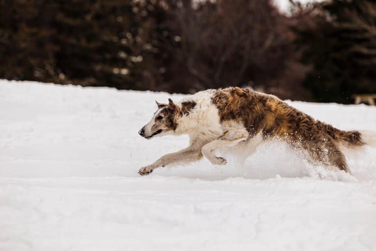Shiloh, a Borzoi tested with EmbarkVet.com