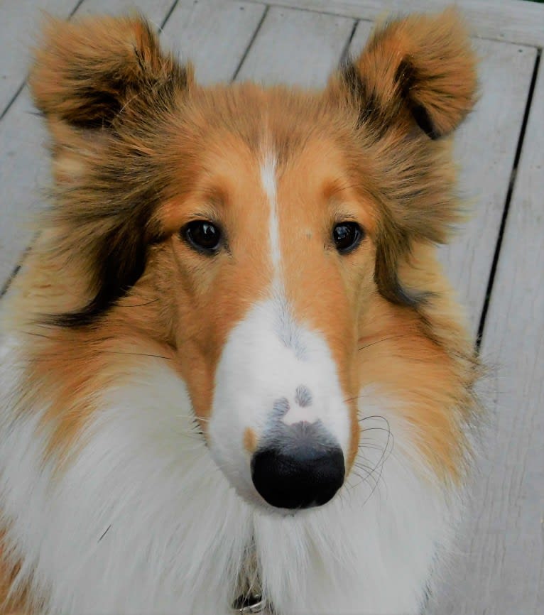 Pawsitively Paite, a Collie tested with EmbarkVet.com