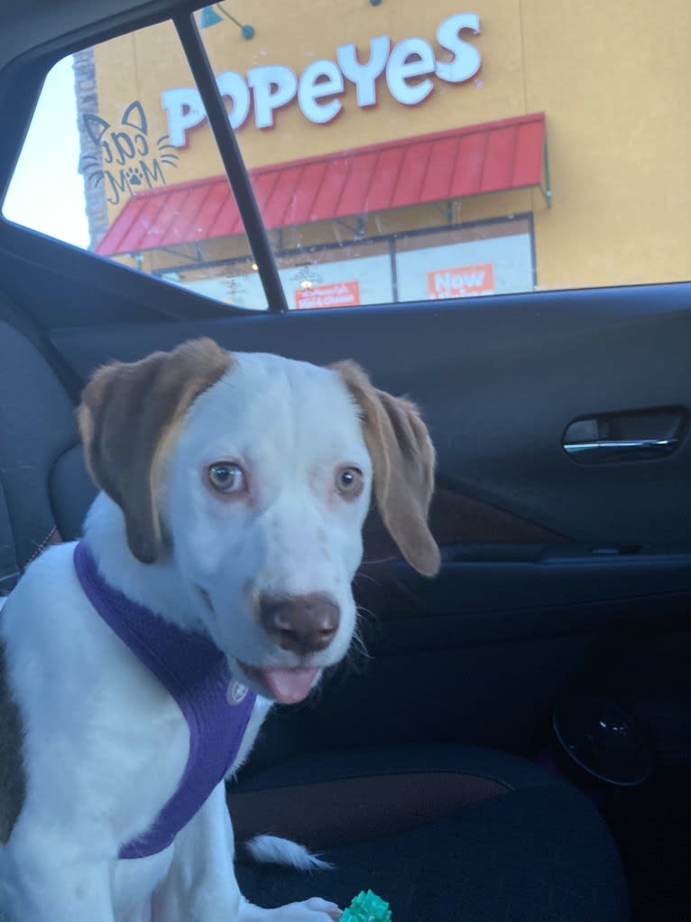 Lacey, a Beagle and Mountain Cur mix tested with EmbarkVet.com