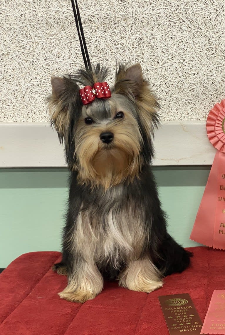 Roxie, a Yorkshire Terrier tested with EmbarkVet.com