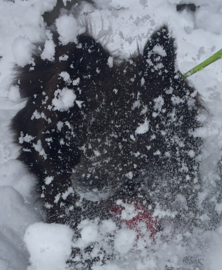 Butternut, a Pomeranian and Collie mix tested with EmbarkVet.com