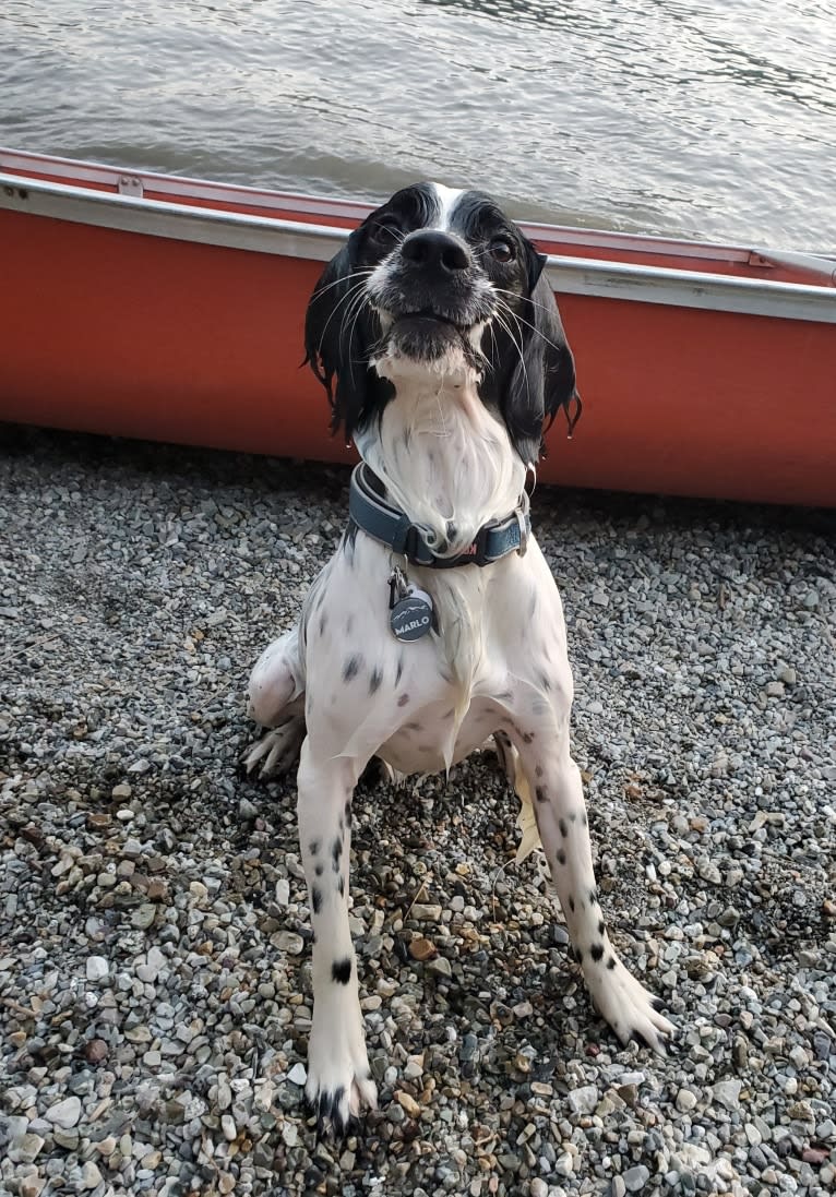 Marlo, an English Springer Spaniel tested with EmbarkVet.com