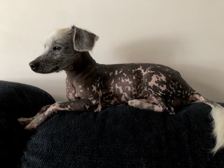 Snickerdoodle, a Chinese Crested and Beagle mix tested with EmbarkVet.com