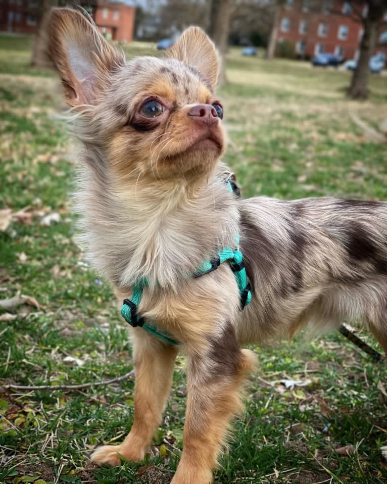 Figg, a Chihuahua tested with EmbarkVet.com