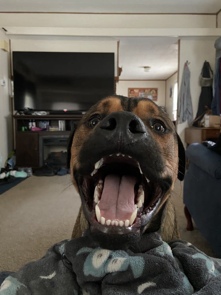 Lenny, a Rottweiler and American Pit Bull Terrier mix tested with EmbarkVet.com