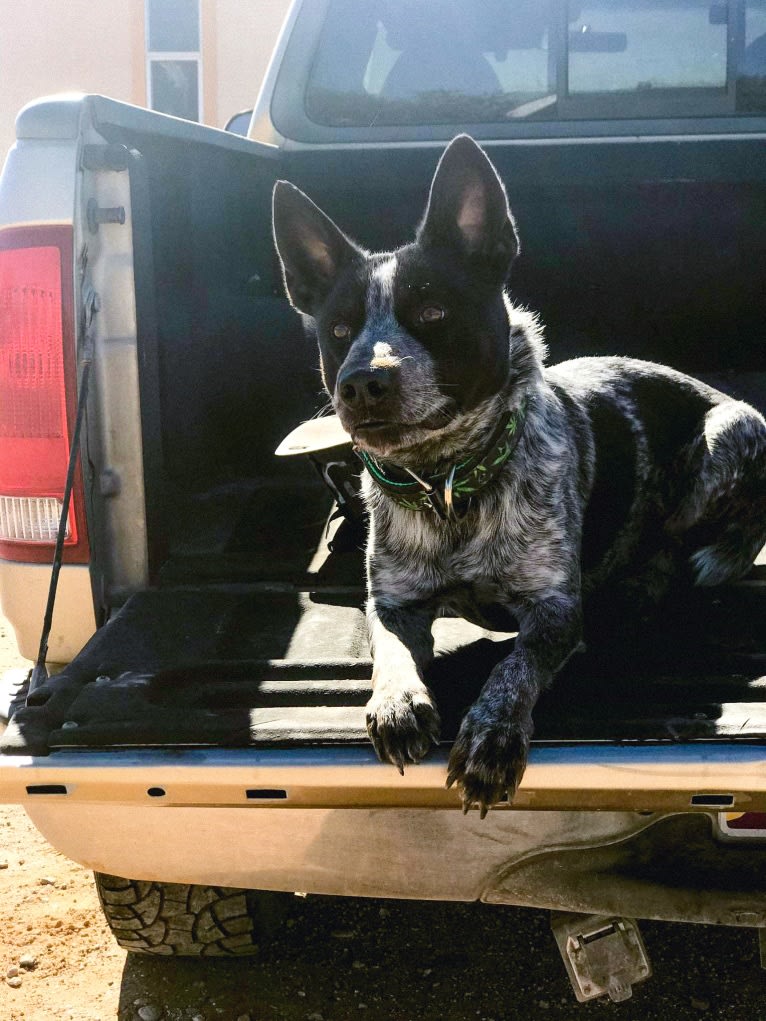 Bruce, an Australian Cattle Dog tested with EmbarkVet.com