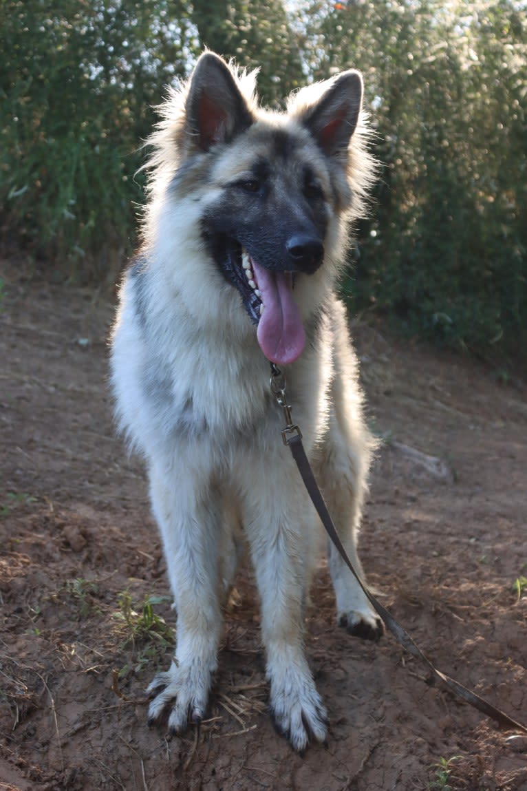 Yuno, a German Shepherd Dog tested with EmbarkVet.com