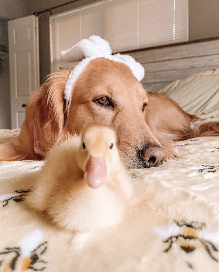 Marley, a Golden Retriever tested with EmbarkVet.com