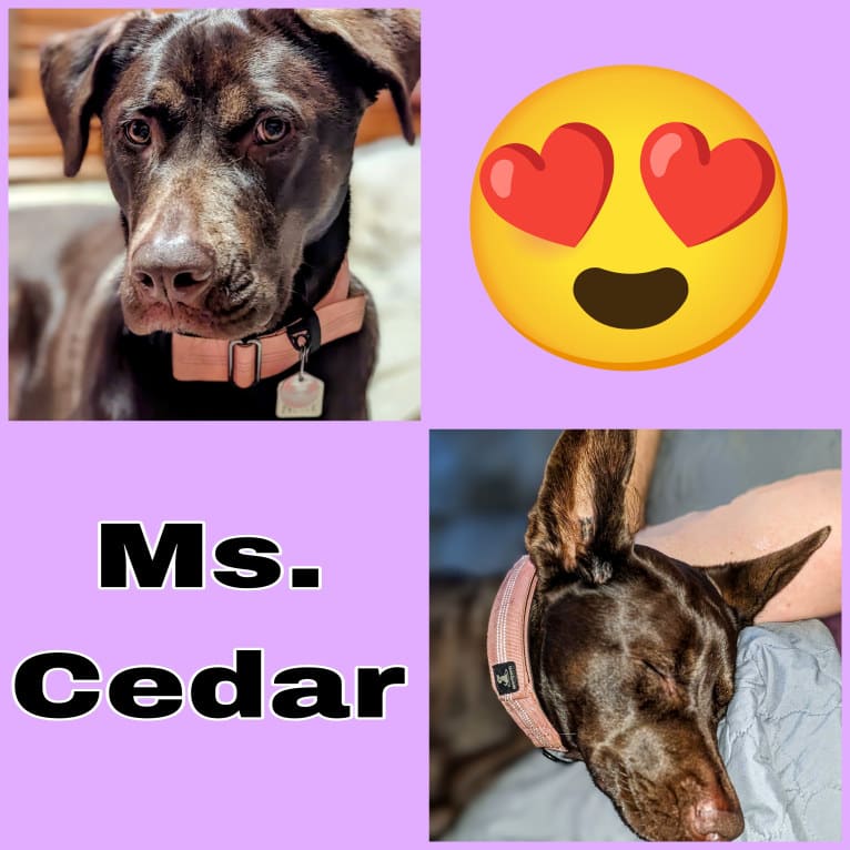 Cedar, a Neapolitan Mastiff and Cane Corso mix tested with EmbarkVet.com