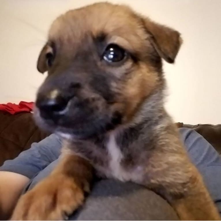 Max, a German Shepherd Dog and Rat Terrier mix tested with EmbarkVet.com