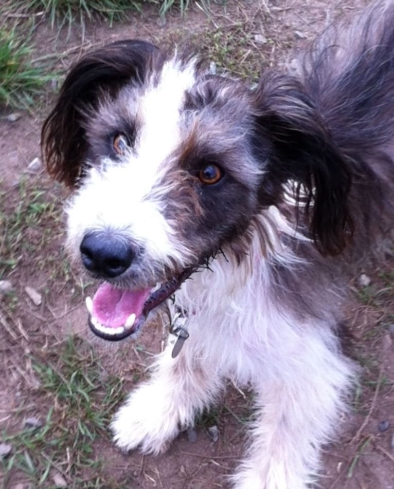 Louise, a Border Collie and German Shepherd Dog mix tested with EmbarkVet.com