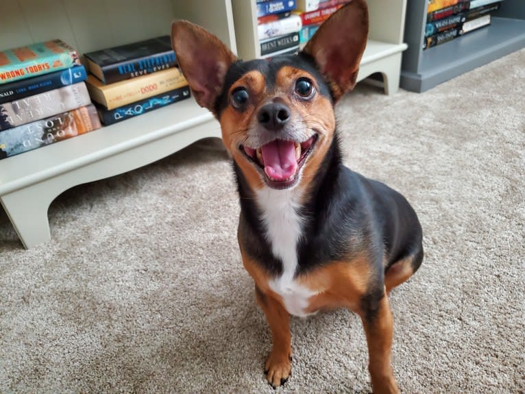 Milo, a Yorkshire Terrier and Australian Shepherd mix tested with EmbarkVet.com