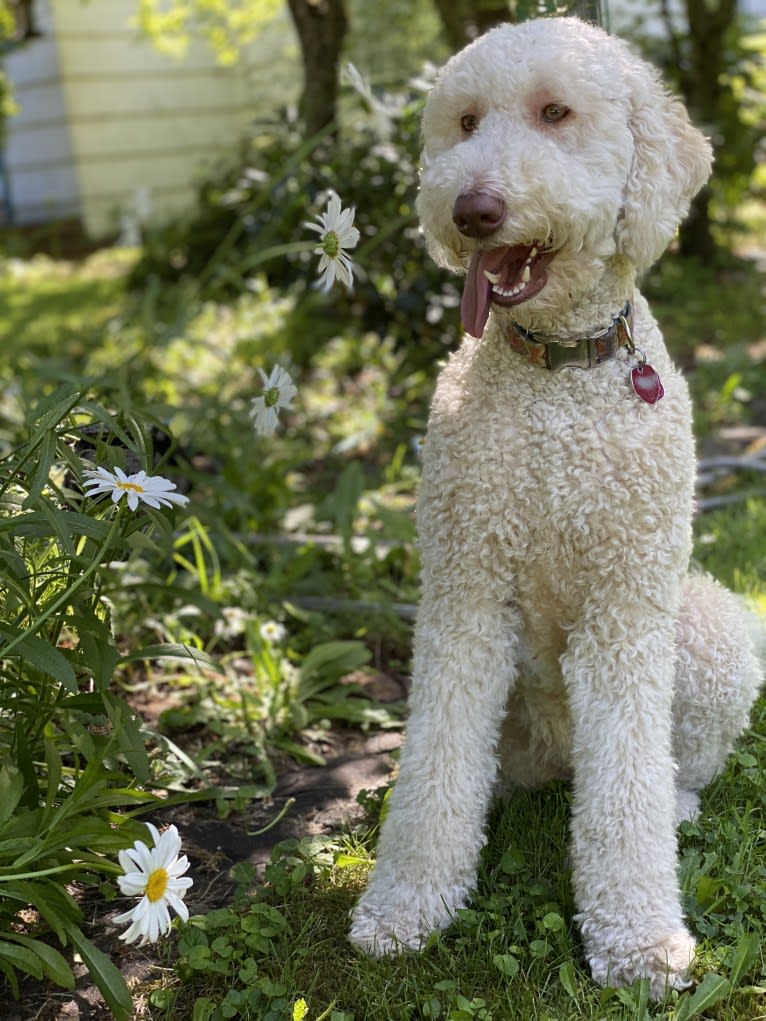 Sunny, an Aussiedoodle tested with EmbarkVet.com